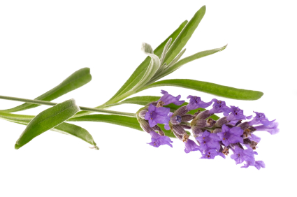 lavender.jpg