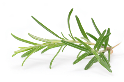 rosemary.jpg